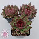 Echeveria 'Bloody Maria'