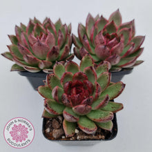 Load image into Gallery viewer, Echeveria Bloody Maria - John &amp; Norma&#39;s Succulents
