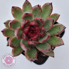 Echeveria 'Bloody Maria'