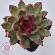 Load image into Gallery viewer, Echeveria Bloody Maria - John &amp; Norma&#39;s Succulents
