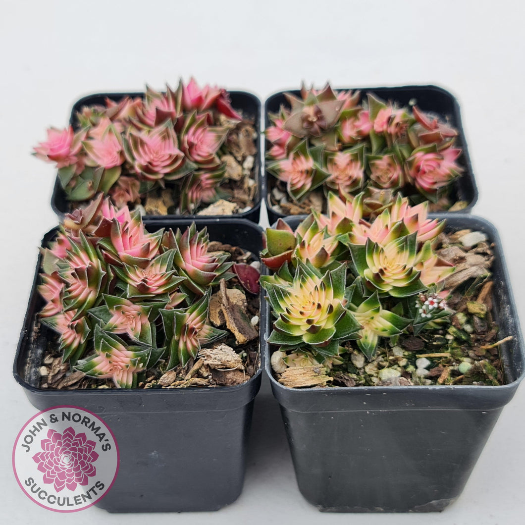 Crassula capitella ssp thyrsiflora variegated - John & Norma's Succulents