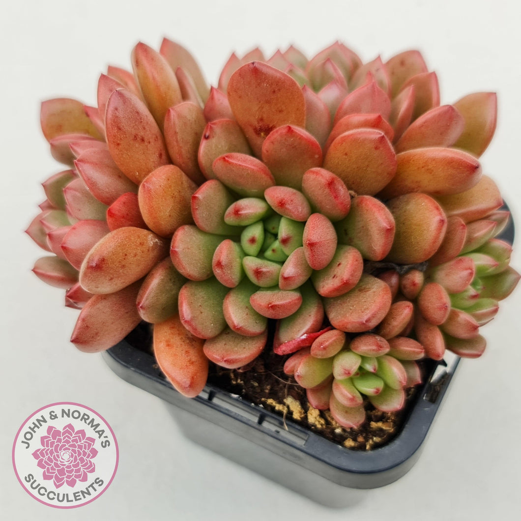 Graptoveria Pink Ruby - Multi Heads - John & Norma's Succulents