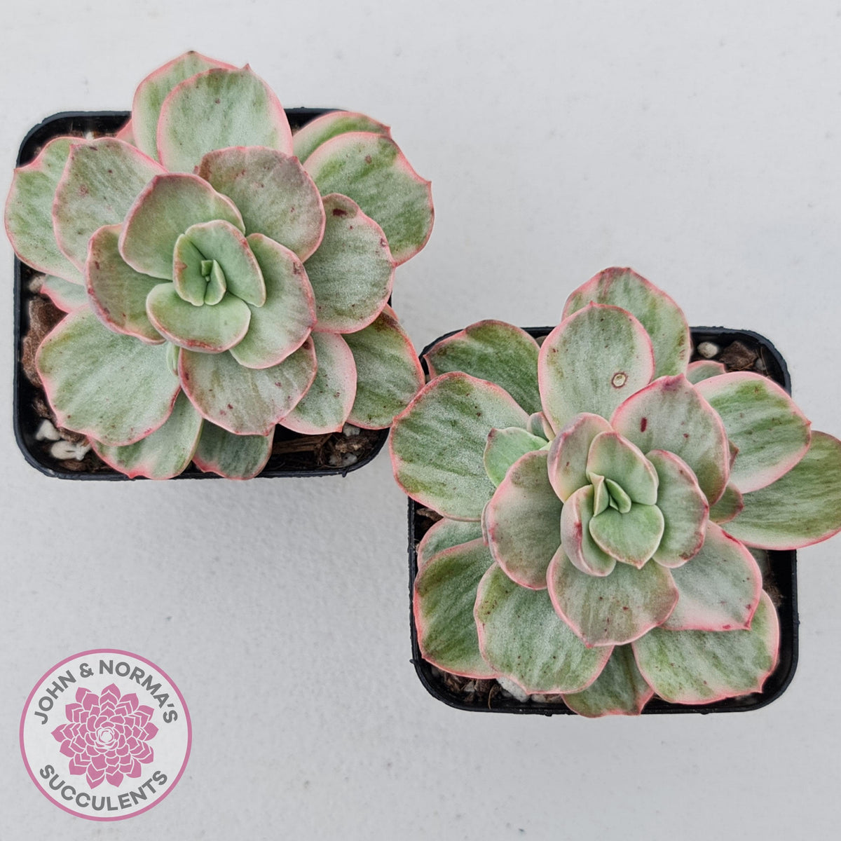 Echeveria Suyon White Variegated