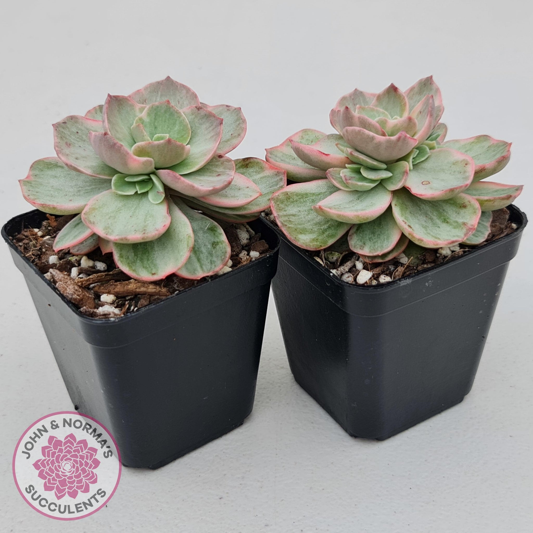 Echeveria Suyon White Variegated | John & Norma's Succulents – John ...