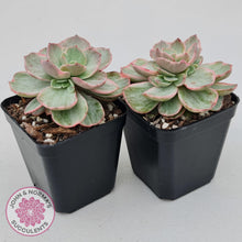 Load image into Gallery viewer, Echeveria Suyon Variegated - John &amp; Norma&#39;s Succulents
