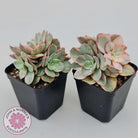 Echeveria Suyon White Variegated