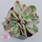 Echeveria Suyon White Variegated