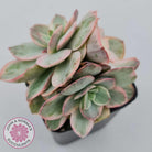 Echeveria Suyon White Variegated