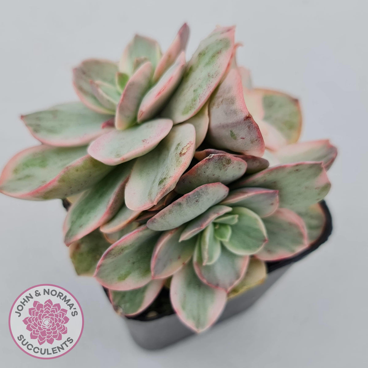 Echeveria Suyon White Variegated