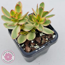 Load image into Gallery viewer, Crassula dejecta variegata - John &amp; Norma&#39;s Succulents
