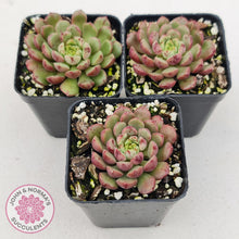 Load image into Gallery viewer, Echeveria Nocturne (W/pups) - John &amp; Norma&#39;s Succulents
