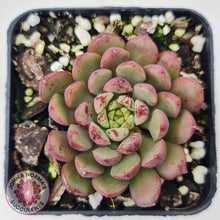 Load image into Gallery viewer, Echeveria Nocturne (W/pups) - John &amp; Norma&#39;s Succulents
