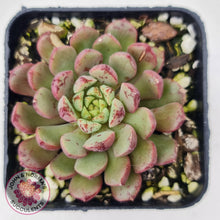 Load image into Gallery viewer, Echeveria Nocturne (W/pups) - John &amp; Norma&#39;s Succulents
