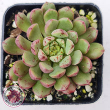 Load image into Gallery viewer, Echeveria Nocturne (W/pups) - John &amp; Norma&#39;s Succulents
