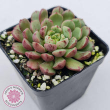 Load image into Gallery viewer, Echeveria Nocturne (W/pups) - John &amp; Norma&#39;s Succulents
