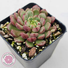 Load image into Gallery viewer, Echeveria Nocturne (W/pups) - John &amp; Norma&#39;s Succulents
