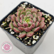 Load image into Gallery viewer, Echeveria Nocturne (W/pups) - John &amp; Norma&#39;s Succulents
