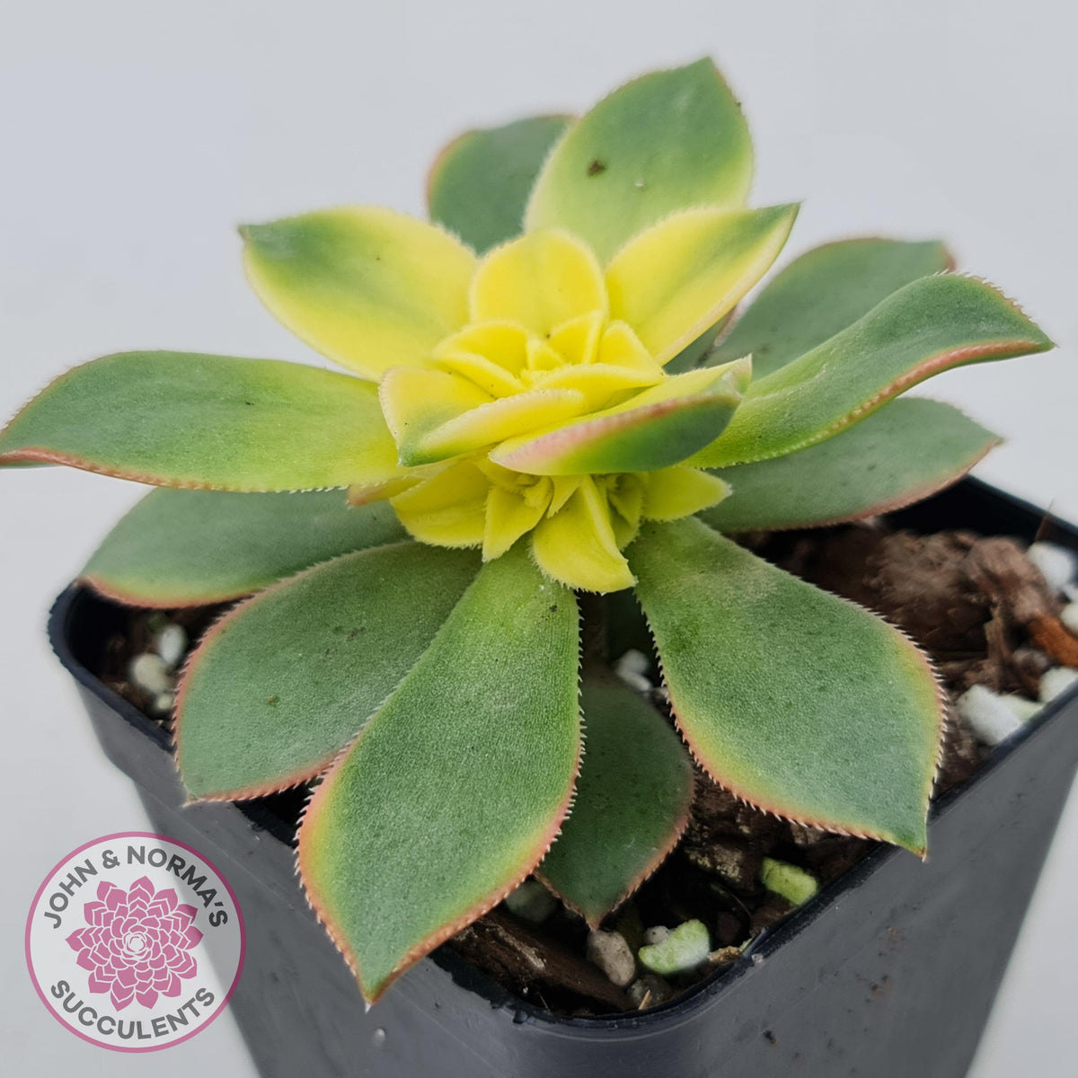 Aeonium haworthii 'Dream Color' aka 'Kiwi'
