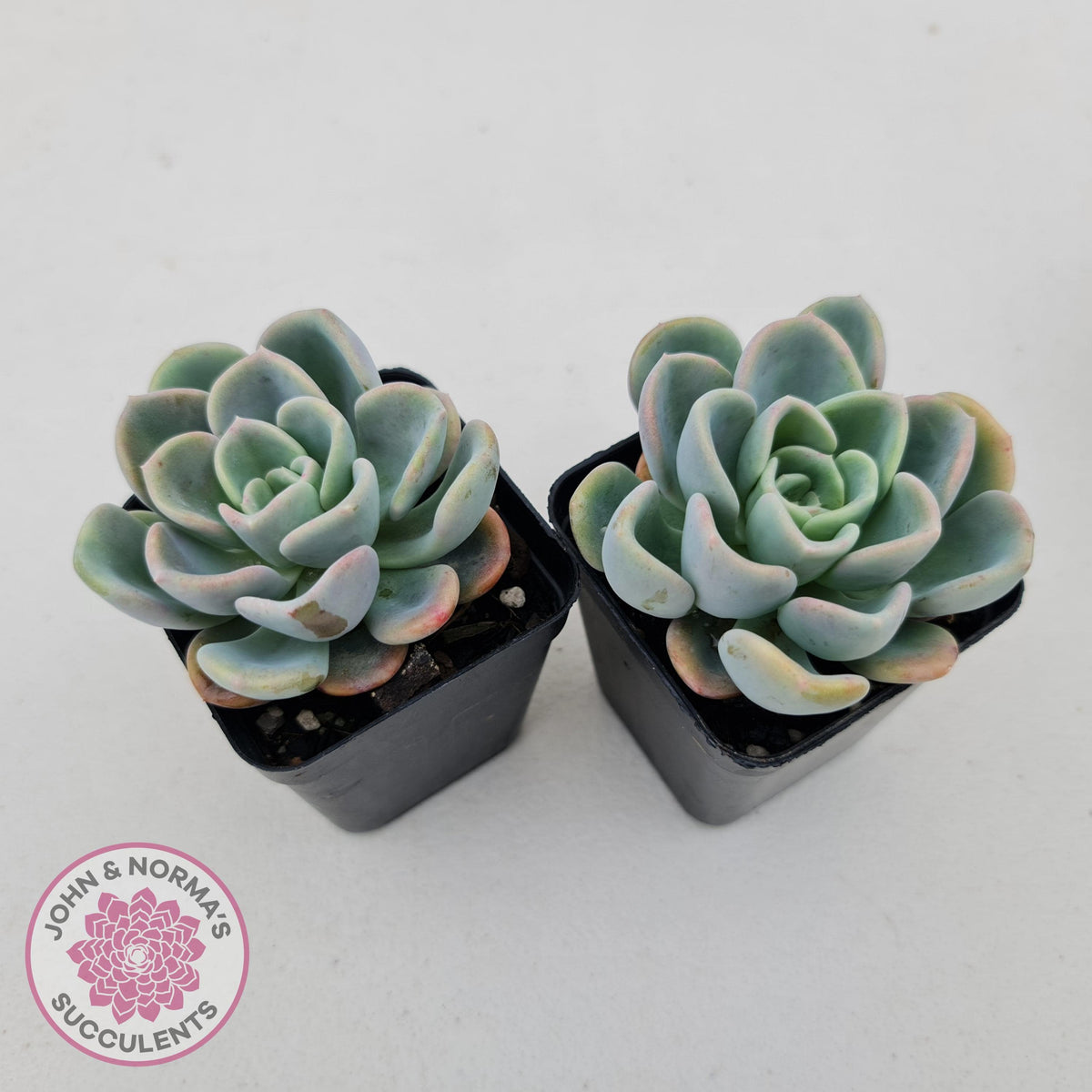 Pachyveria Orpet