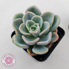 Pachyveria Orpet