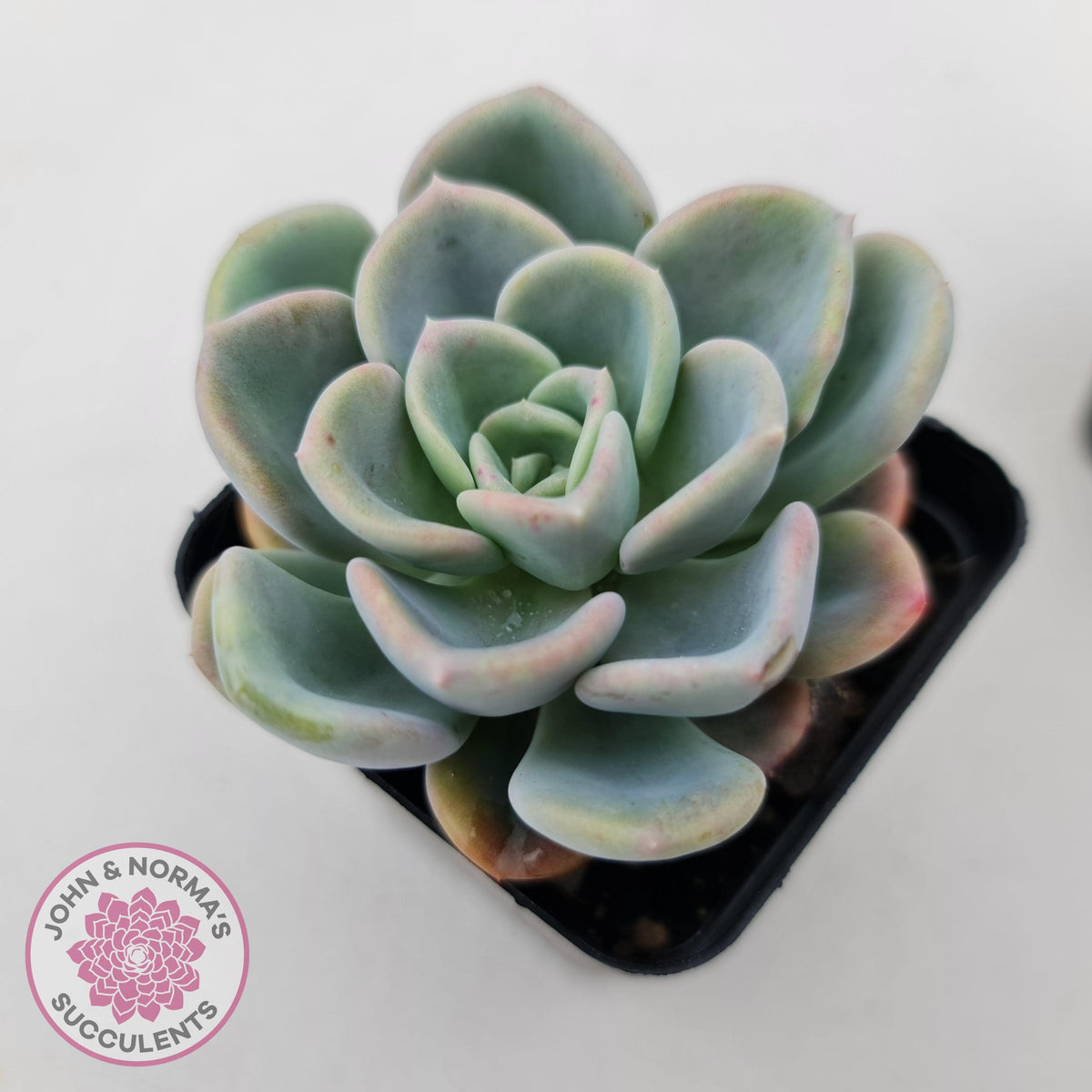 Pachyveria Orpet