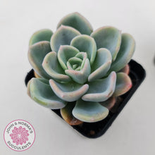 Load image into Gallery viewer, Pachyveria Orpet - John &amp; Norma&#39;s Succulents
