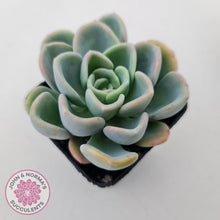 Load image into Gallery viewer, Pachyveria Orpet - John &amp; Norma&#39;s Succulents
