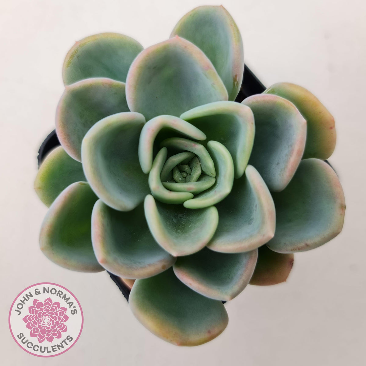 Pachyveria Orpet