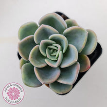 Load image into Gallery viewer, Pachyveria Orpet - John &amp; Norma&#39;s Succulents
