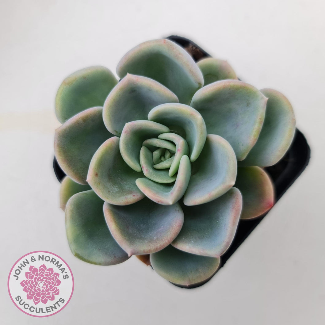 Pachyveria Orpet - John & Norma's Succulents