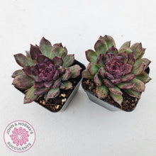 Load image into Gallery viewer, Echeveria Bloody Maria Monstrose - John &amp; Norma&#39;s Succulents
