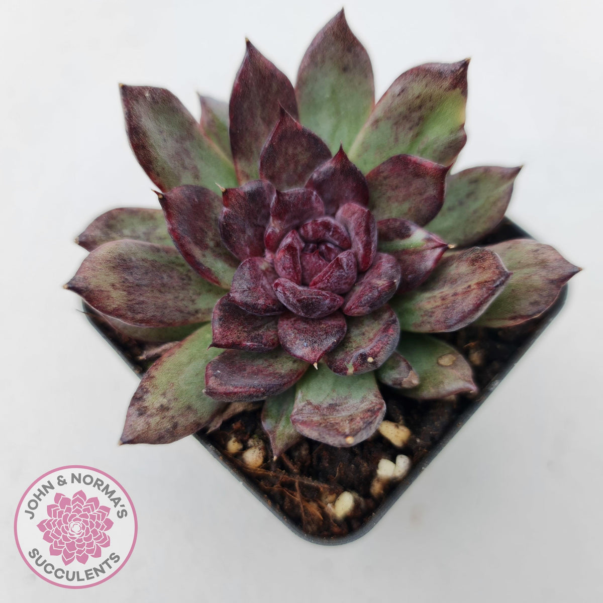 Echeveria Bloody Maria Monstrose