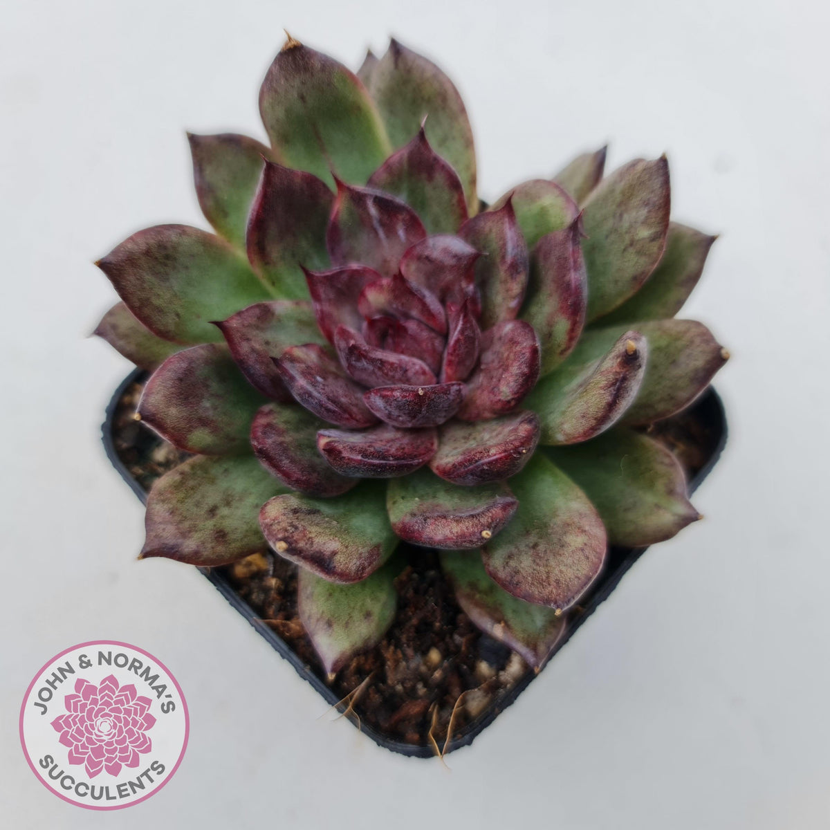 Echeveria Bloody Maria Monstrose