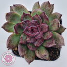 Echeveria Bloody Maria Monstrose