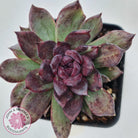 Echeveria Bloody Maria Monstrose