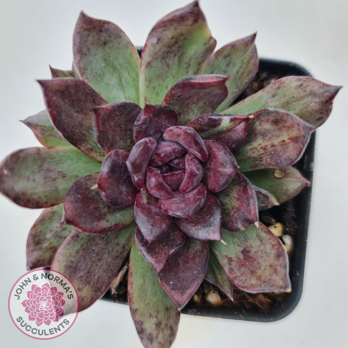 Echeveria Bloody Maria Monstrose