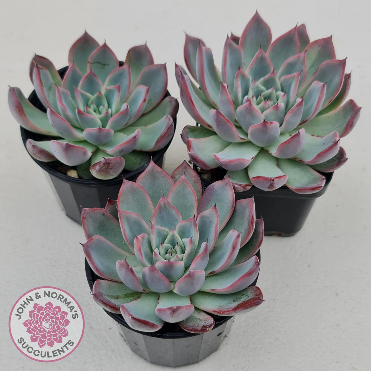 Echeveria Rosita - Korean Form (Lg)