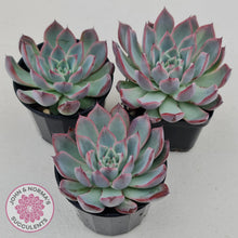 Load image into Gallery viewer, Echeveria Rosita - Korean Form - John &amp; Norma&#39;s Succulents
