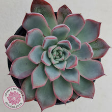 Load image into Gallery viewer, Echeveria Rosita - Korean Form - John &amp; Norma&#39;s Succulents
