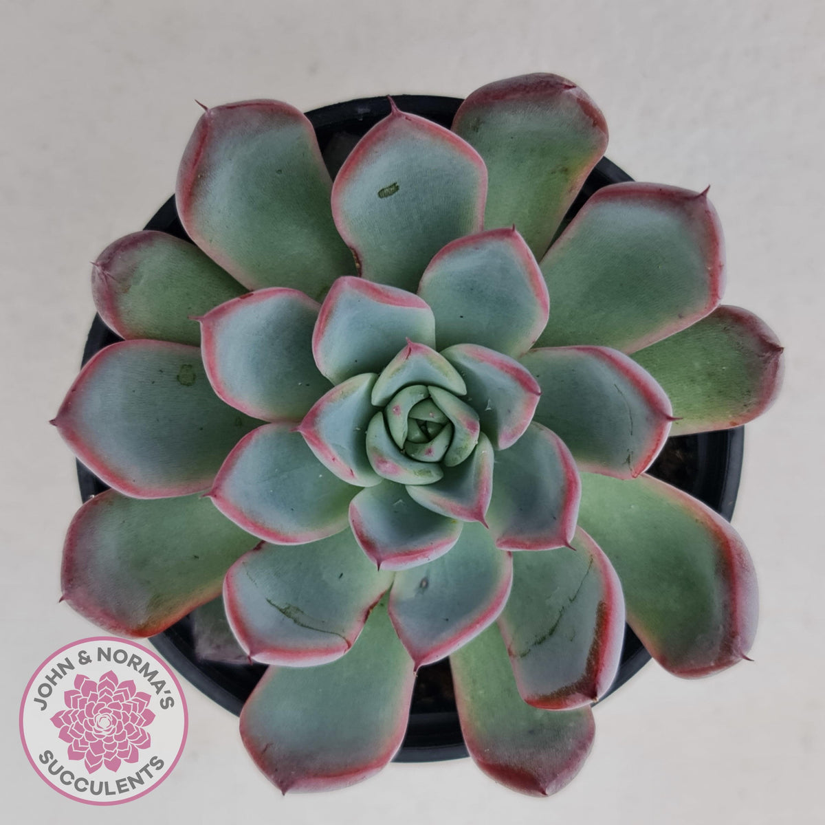 Echeveria Rosita - Korean Form (Lg)