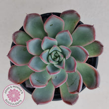 Load image into Gallery viewer, Echeveria Rosita - Korean Form - John &amp; Norma&#39;s Succulents
