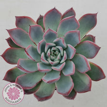 Load image into Gallery viewer, Echeveria Rosita - Korean Form - John &amp; Norma&#39;s Succulents
