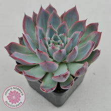 Load image into Gallery viewer, Echeveria Rosita - Korean Form - John &amp; Norma&#39;s Succulents
