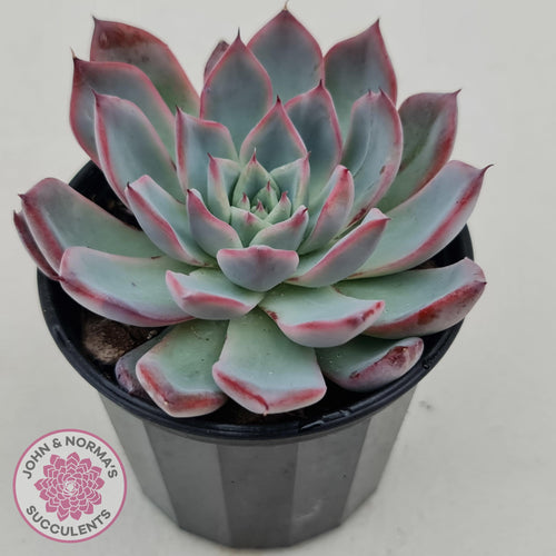 Echeveria Rosita - Korean Form - John & Norma's Succulents