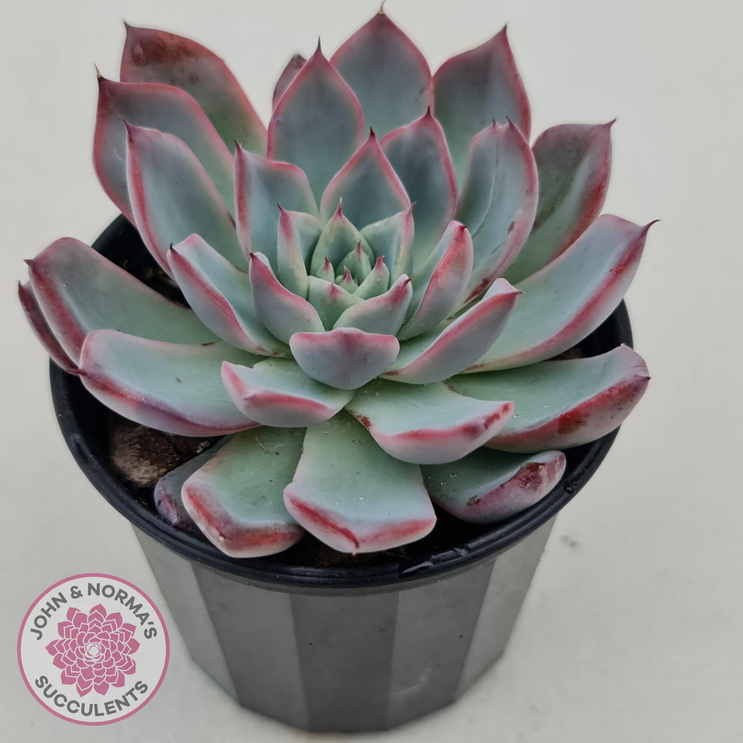 Echeveria Rosita - Korean Form - John & Norma's Succulents