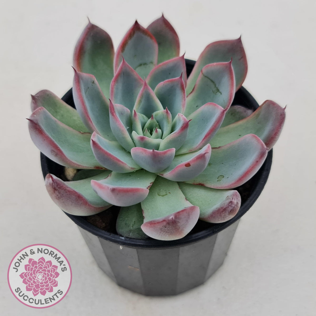 Echeveria Rosita - Korean Form (Lg)