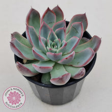 Load image into Gallery viewer, Echeveria Rosita - Korean Form - John &amp; Norma&#39;s Succulents
