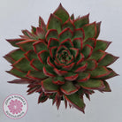 Echeveria Agavoides Benimusume - 100mm XL