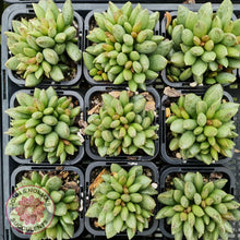 Load image into Gallery viewer, Adromischus hemisphaericus - John &amp; Norma&#39;s Succulents
