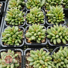 Load image into Gallery viewer, Adromischus hemisphaericus - John &amp; Norma&#39;s Succulents
